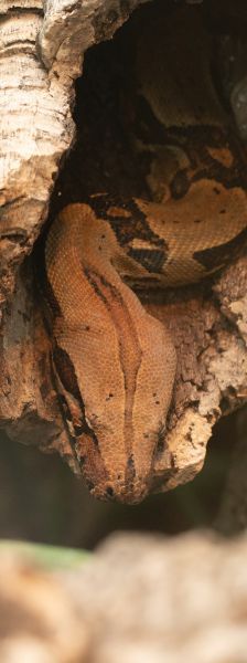 Ka – Abgottschlange (Boa constrictor), Männchen, Alter unbekannt, 13057 Berlin – Foto 1