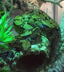 Ka – Abgottschlange (Boa constrictor), Männchen, Alter unbekannt, 13057 Berlin – Foto 2