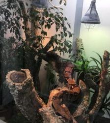 Ka – Abgottschlange (Boa constrictor), Männchen, Alter unbekannt, 13057 Berlin – Foto 3