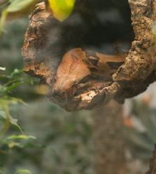 Ka – Abgottschlange (Boa constrictor), Männchen, Alter unbekannt, 13057 Berlin – Foto 4