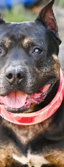 Junior – Staffordshire-Rottweiler-Mix, Männchen, 8 Jahre, 13057 Berlin – Foto 1