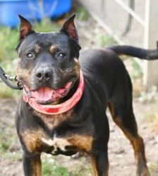Junior – Staffordshire-Rottweiler-Mix, Männchen, 8 Jahre, 13057 Berlin – Foto 2