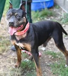 Junior – Staffordshire-Rottweiler-Mix, Männchen, 8 Jahre, 13057 Berlin – Foto 3
