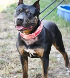 Junior – Staffordshire-Rottweiler-Mix, Männchen, 8 Jahre, 13057 Berlin – Foto 4