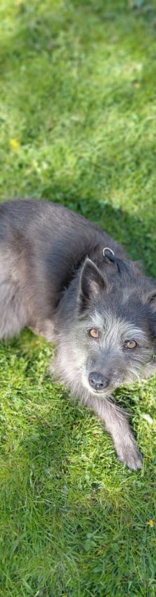 Lissi – Mischling, Weibchen, Alter unbekannt, 37520 Osterode – Foto 2