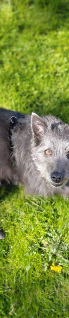 Lissi – Mischling, Weibchen, Alter unbekannt, 37520 Osterode – Foto 3