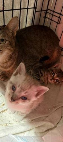 Frescales – Siam-Mix, Männchen, 1 Monat, 65520 Bad Camberg – Foto 1