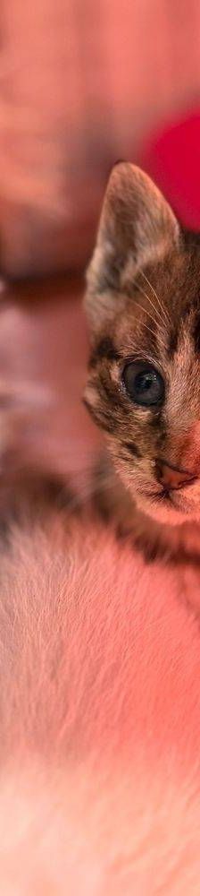Frescales – Siam-Mix, Männchen, 1 Monat, 65520 Bad Camberg – Foto 11