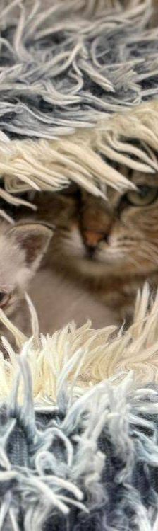 Frescales – Siam-Mix, Männchen, 1 Monat, 65520 Bad Camberg – Foto 12