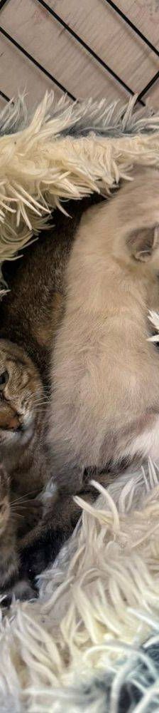 Frescales – Siam-Mix, Männchen, 1 Monat, 65520 Bad Camberg – Foto 13