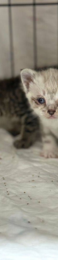 Frescales – Siam-Mix, Männchen, 1 Monat, 65520 Bad Camberg – Foto 14
