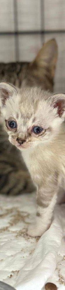 Frescales – Siam-Mix, Männchen, 1 Monat, 65520 Bad Camberg – Foto 15