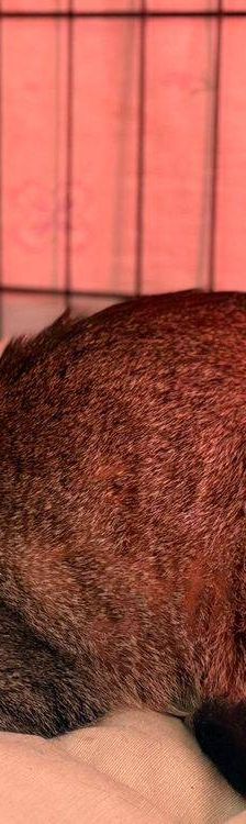 Frescales – Siam-Mix, Männchen, 1 Monat, 65520 Bad Camberg – Foto 19