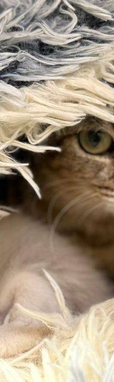 Frescales – Siam-Mix, Männchen, 1 Monat, 65520 Bad Camberg – Foto 7