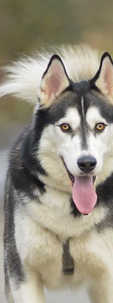 Zuma – Husky, Männchen, 3 Monate, 45141 Essen – Foto 1