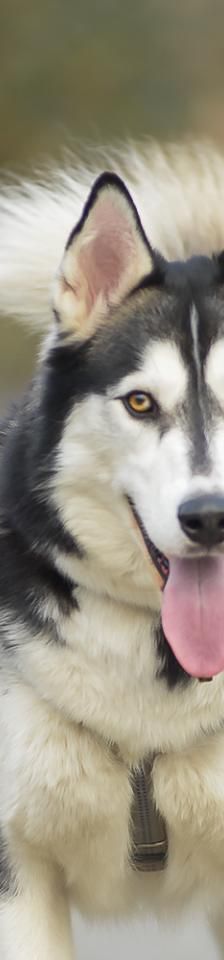 Zuma – Husky, Männchen, 3 Monate, 45141 Essen – Foto 2