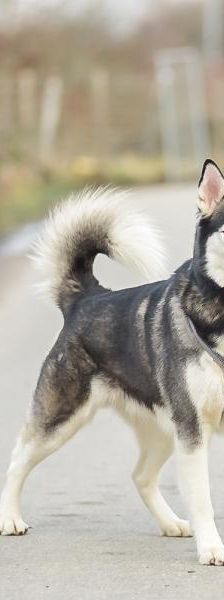 Zuma – Husky, Männchen, 3 Monate, 45141 Essen – Foto 3
