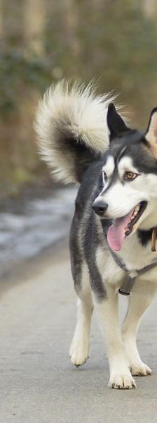 Zuma – Husky, Männchen, 3 Monate, 45141 Essen – Foto 4