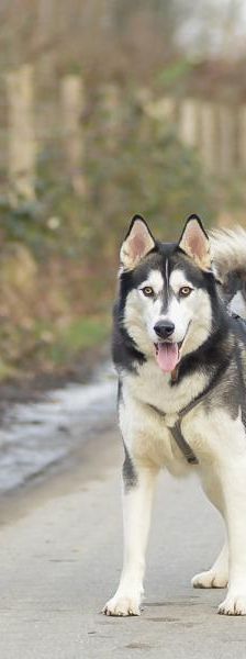 Zuma – Husky, Männchen, 3 Monate, 45141 Essen – Foto 5