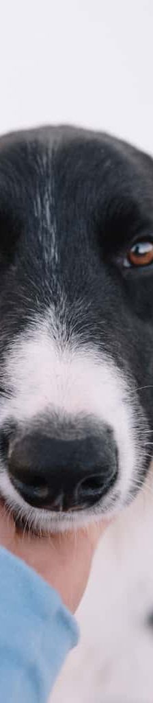 Nora – Hund, Unbekannt, Alter unbekannt, Nordic Strays e.V. – Foto 1