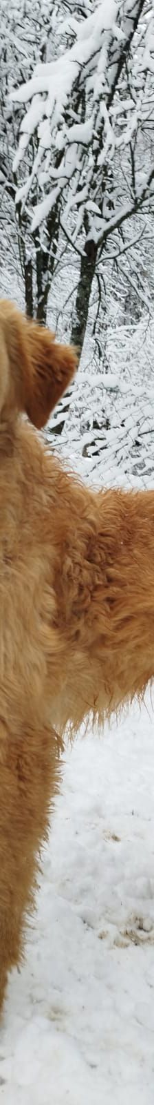 Nora – Hund, Unbekannt, Alter unbekannt, Nordic Strays e.V. – Foto 2