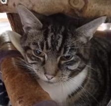 Mickey – EKH, Männchen, 11 Jahre, 58553 Halver – Foto 1