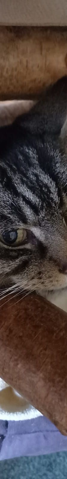 Mickey – EKH, Männchen, 11 Jahre, 58553 Halver – Foto 2