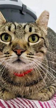 Sam – Europäisch Kurzhaar, Männchen, 4 Jahre 6 Monate, 65520 Bad Camberg – Foto 1