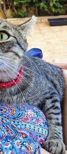 Sam – Europäisch Kurzhaar, Männchen, 4 Jahre 6 Monate, 65520 Bad Camberg – Foto 2