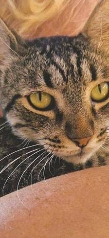 Sam – Europäisch Kurzhaar, Männchen, 4 Jahre 6 Monate, 65520 Bad Camberg – Foto 3