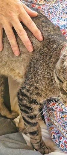 Sam – Europäisch Kurzhaar, Männchen, 4 Jahre 6 Monate, 65520 Bad Camberg – Foto 4
