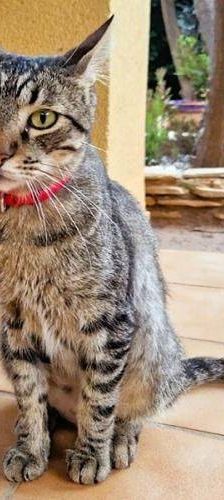 Sam – Europäisch Kurzhaar, Männchen, 4 Jahre 6 Monate, 65520 Bad Camberg – Foto 5