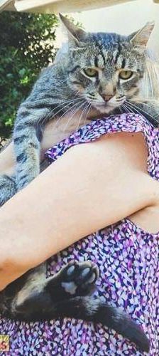 Sam – Europäisch Kurzhaar, Männchen, 4 Jahre 6 Monate, 65520 Bad Camberg – Foto 6