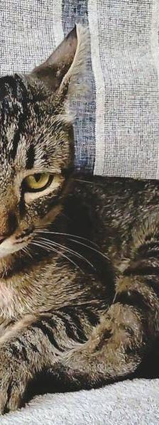 Sam – Europäisch Kurzhaar, Männchen, 4 Jahre 6 Monate, 65520 Bad Camberg – Foto 7