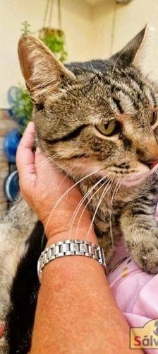 Sam – Europäisch Kurzhaar, Männchen, 4 Jahre 6 Monate, 65520 Bad Camberg – Foto 8