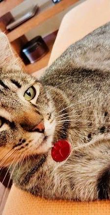 Sam – Europäisch Kurzhaar, Männchen, 4 Jahre 6 Monate, 65520 Bad Camberg – Foto 9