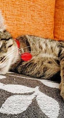 Sam – Europäisch Kurzhaar, Männchen, 4 Jahre 6 Monate, 65520 Bad Camberg – Foto 10