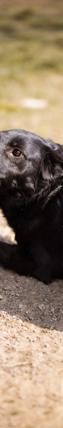 Klara – Mischling, Weibchen, 1 Jahr, Nordic Strays e.V. – Foto 1