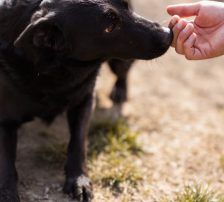 Klara – Mischling, Weibchen, 1 Jahr, Nordic Strays e.V. – Foto 11