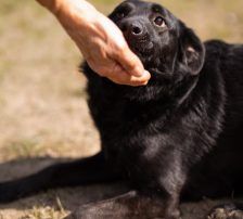 Klara – Mischling, Weibchen, 1 Jahr, Nordic Strays e.V. – Foto 12