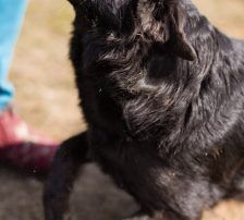 Klara – Mischling, Weibchen, 1 Jahr, Nordic Strays e.V. – Foto 14
