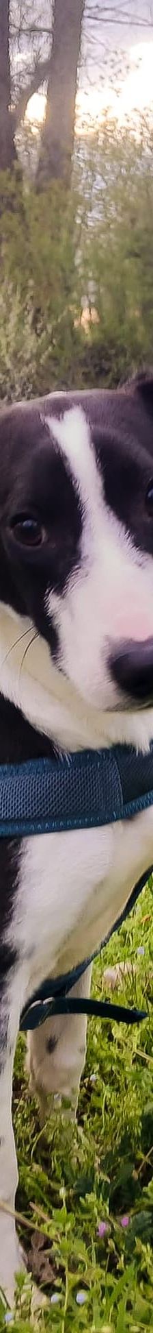 Klara – Mischling, Weibchen, 1 Jahr, Nordic Strays e.V. – Foto 3