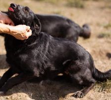 Klara – Mischling, Weibchen, 1 Jahr, Nordic Strays e.V. – Foto 6