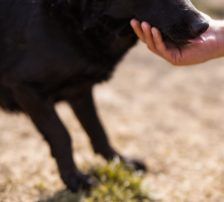Klara – Mischling, Weibchen, 1 Jahr, Nordic Strays e.V. – Foto 7