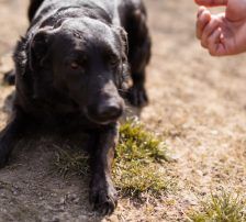 Klara – Mischling, Weibchen, 1 Jahr, Nordic Strays e.V. – Foto 8