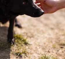Klara – Mischling, Weibchen, 1 Jahr, Nordic Strays e.V. – Foto 9
