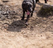 Klara – Mischling, Weibchen, 1 Jahr, Nordic Strays e.V. – Foto 10