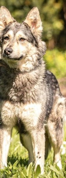 Happy – Husky-Mix, Weibchen, 1 Jahr 7 Monate, 70195 Stuttgart-Botnang – Foto 1