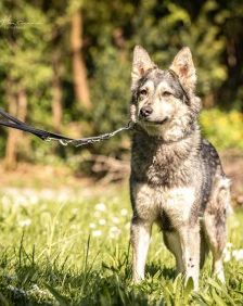 Happy – Husky-Mix, Weibchen, 1 Jahr 7 Monate, 70195 Stuttgart-Botnang – Foto 2