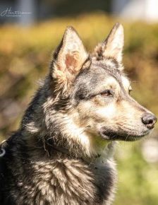 Happy – Husky-Mix, Weibchen, 1 Jahr 7 Monate, 70195 Stuttgart-Botnang – Foto 3